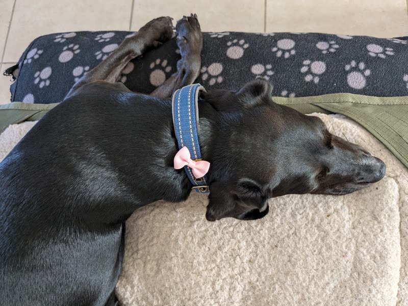Black dog with a pink bow on its collar curled up asleep on a paw-print blanket after a groom