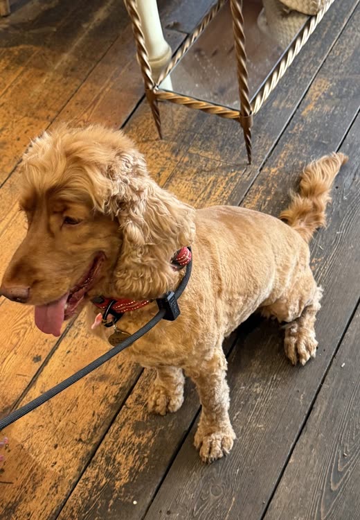 Freshly trimmed golden cocker spaniel standing on decking with its tongue out